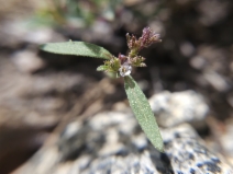 Phacelia racemosa