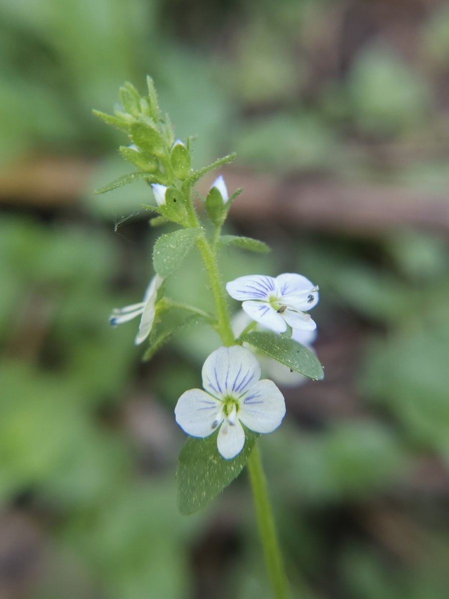 Veronica serpyllifolia ssp. humifusa