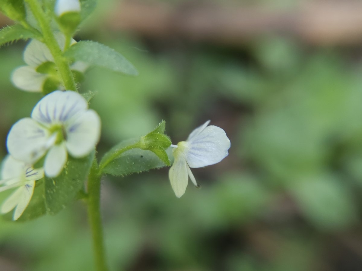 Veronica serpyllifolia ssp. humifusa