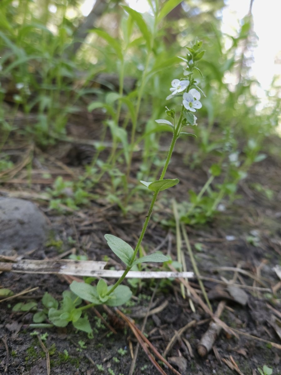 Veronica serpyllifolia ssp. humifusa