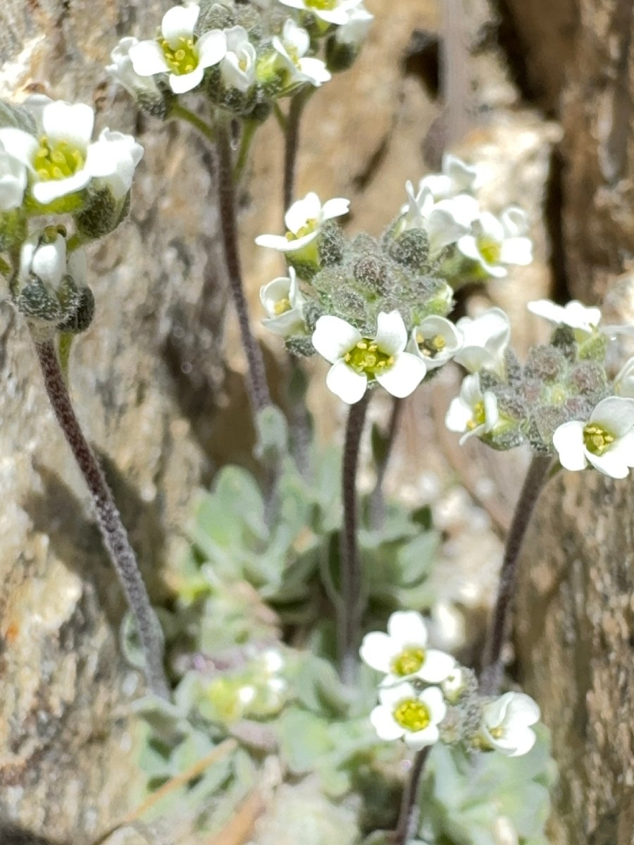 Draba breweri