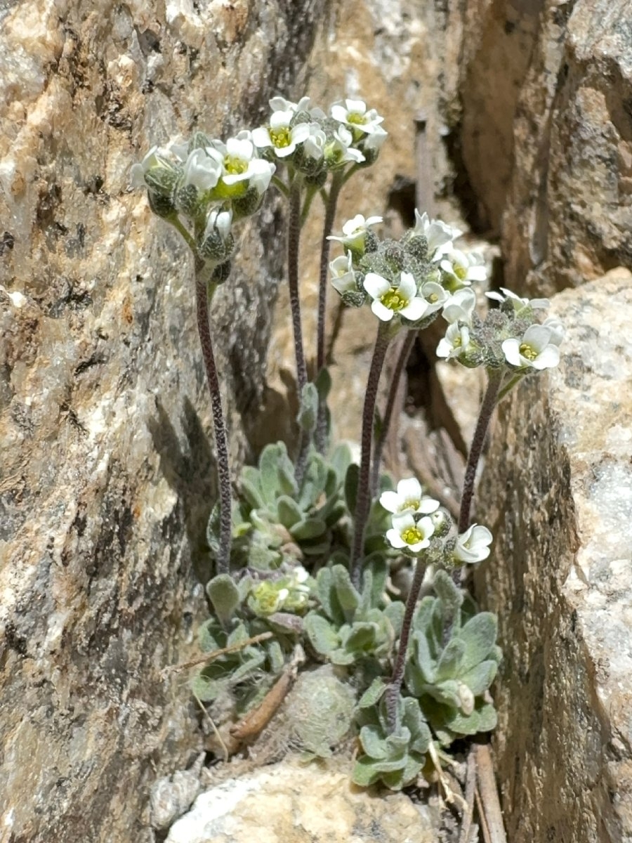 Draba breweri