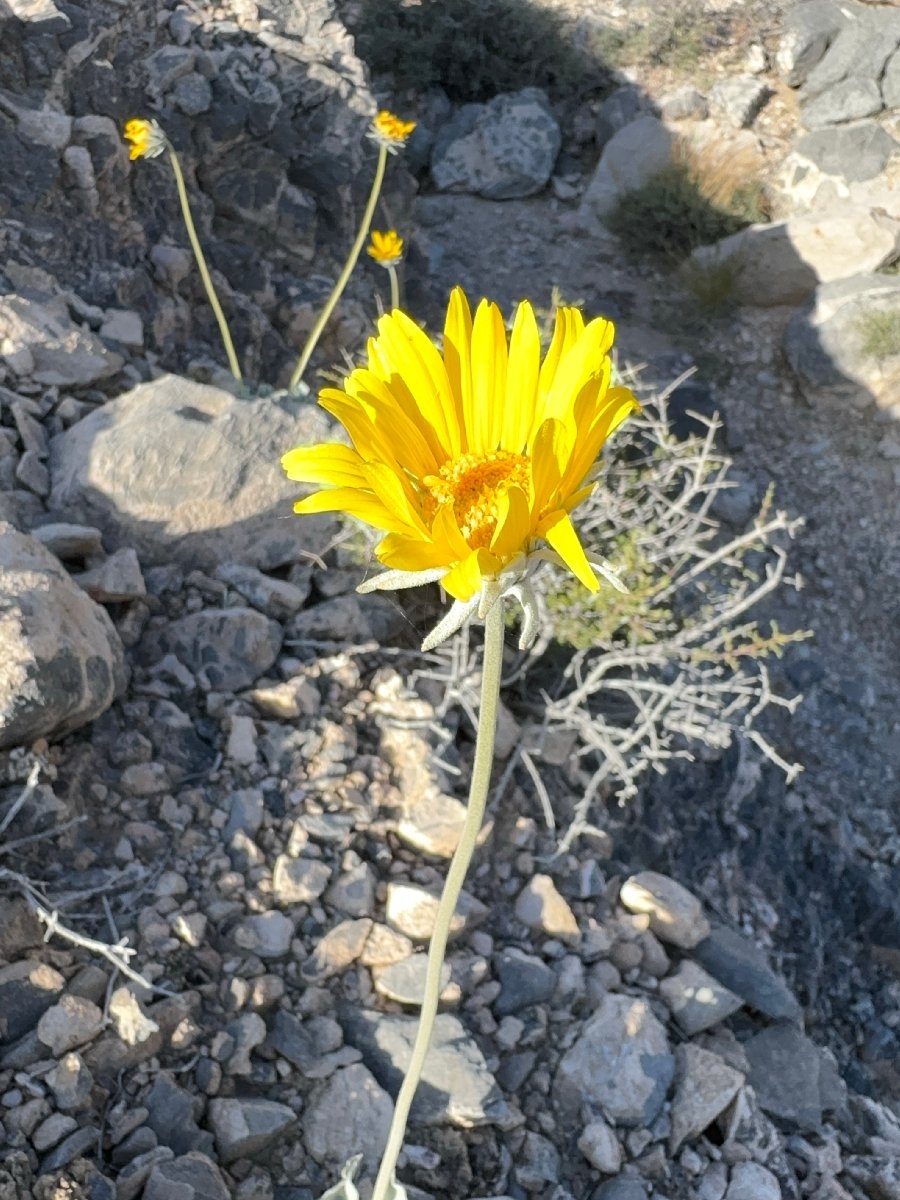 Enceliopsis nudicaulis var. nudicaulis