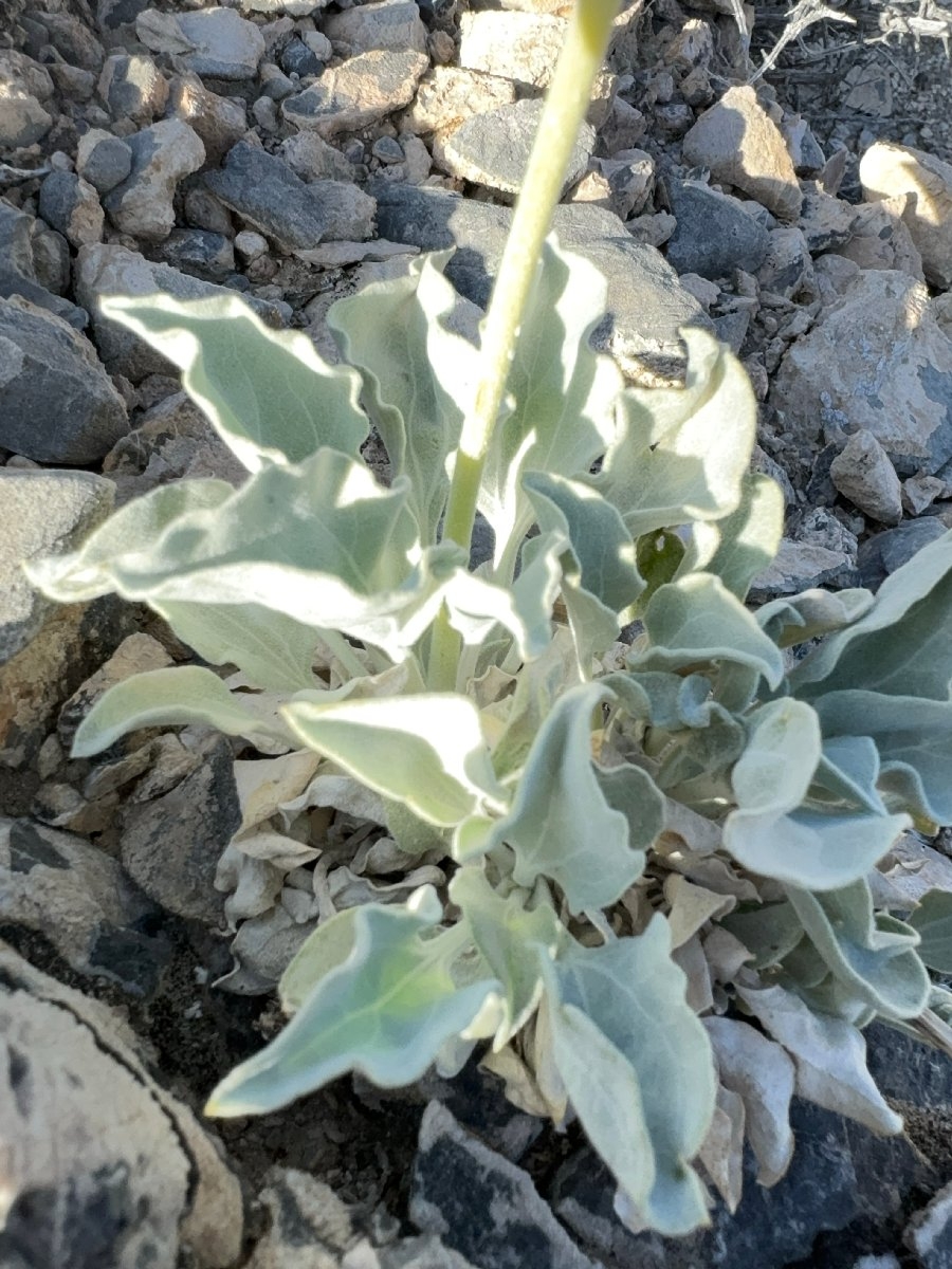 Enceliopsis nudicaulis var. nudicaulis