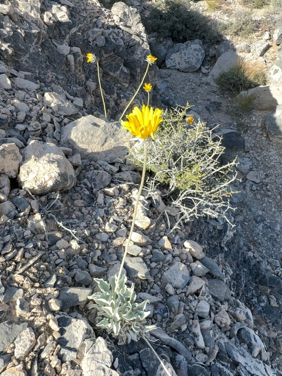 Enceliopsis nudicaulis var. nudicaulis