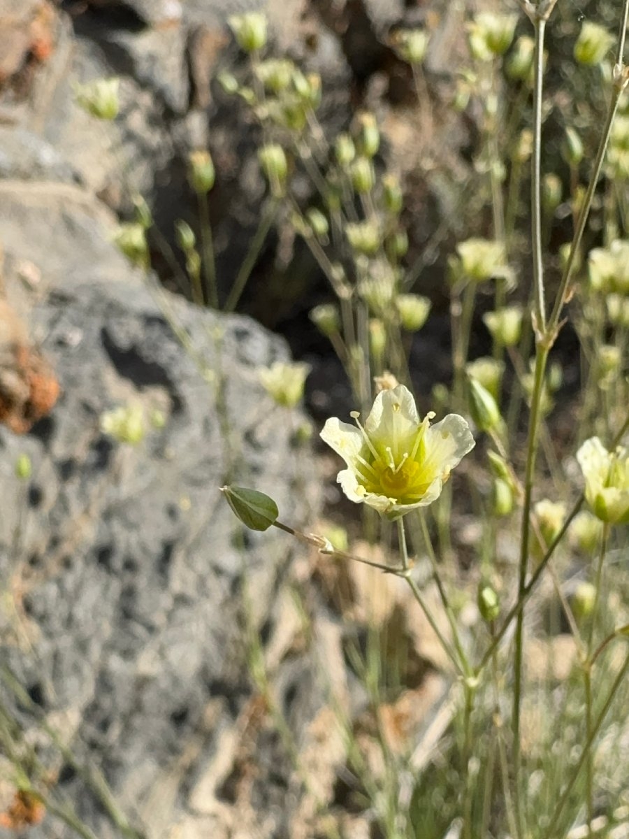 Eremogone macradenia var. macradenia