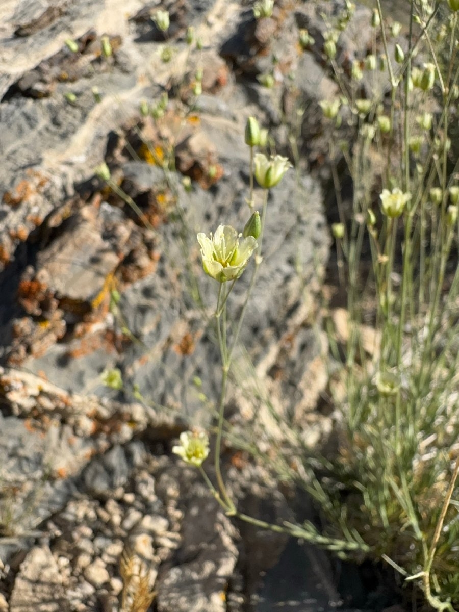 Eremogone macradenia var. macradenia