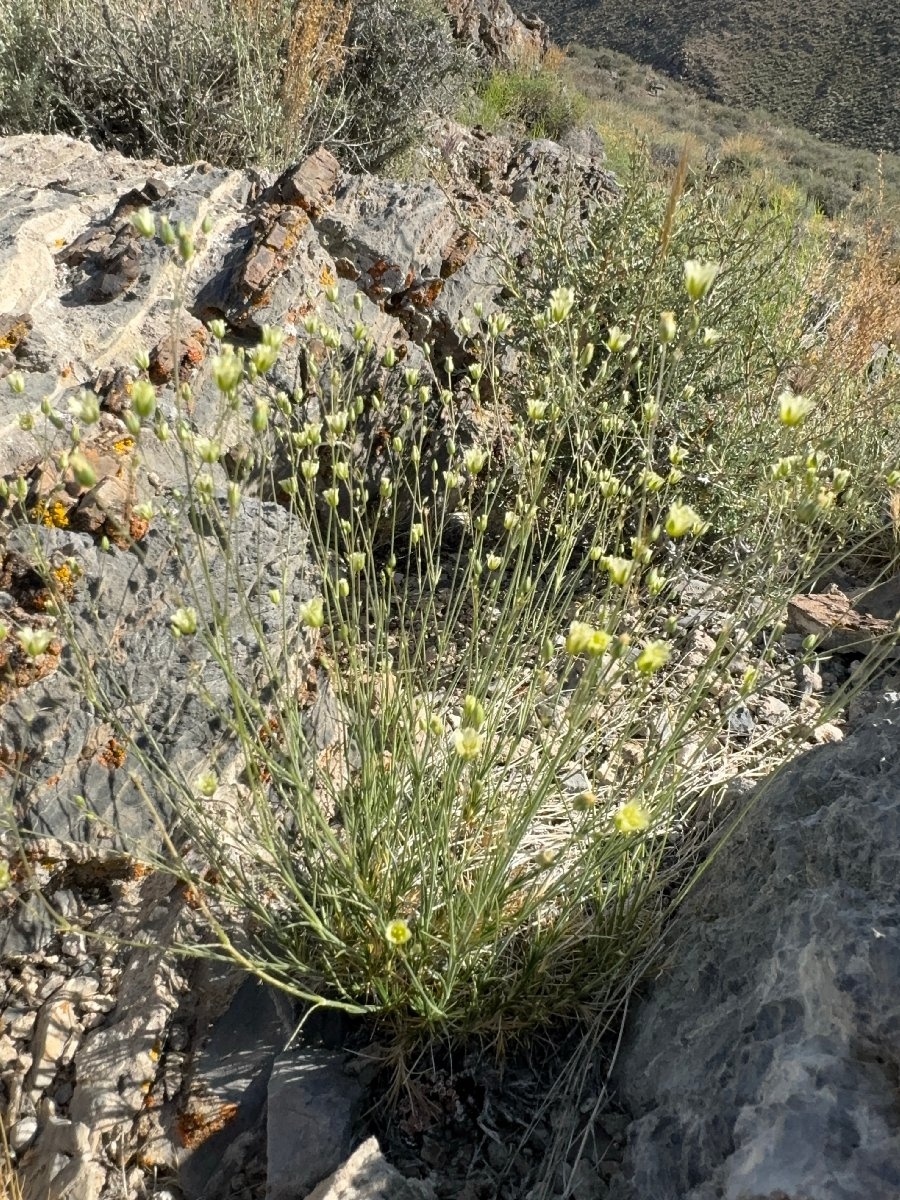 Eremogone macradenia var. macradenia