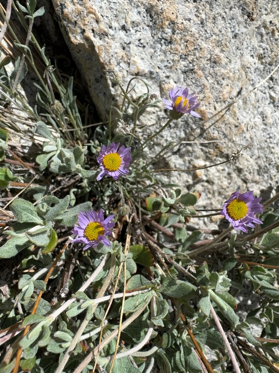 Erigeron elmeri