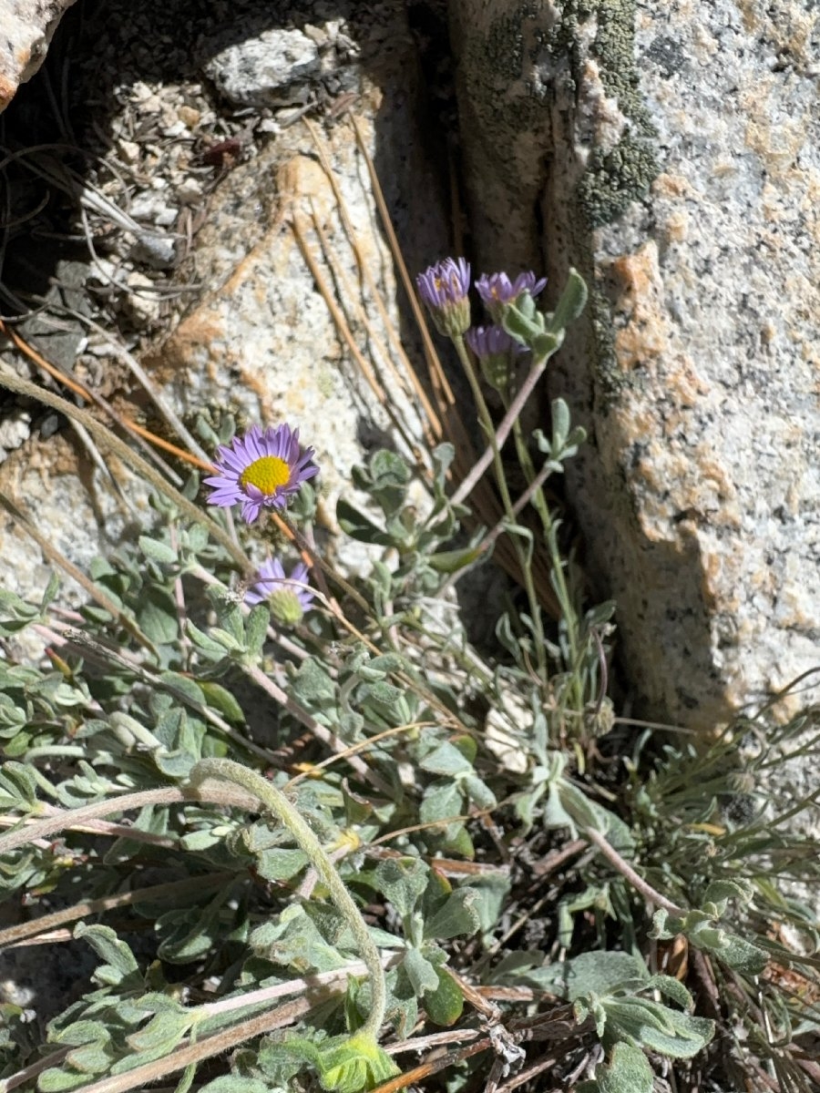 Erigeron elmeri