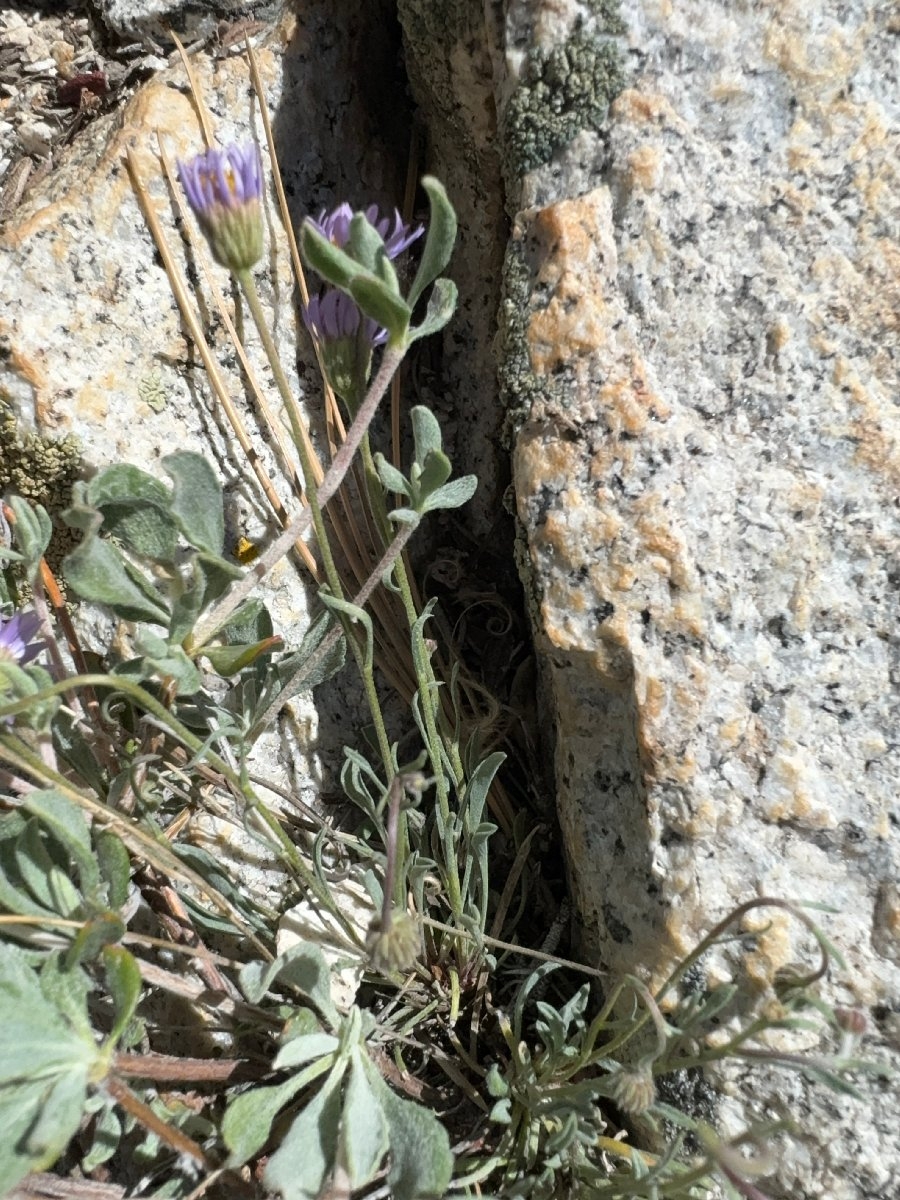 Erigeron elmeri