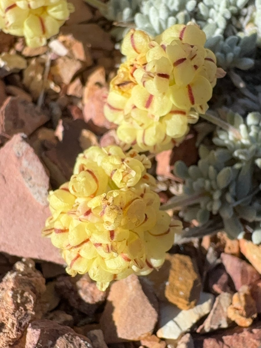 Eriogonum gilmanii