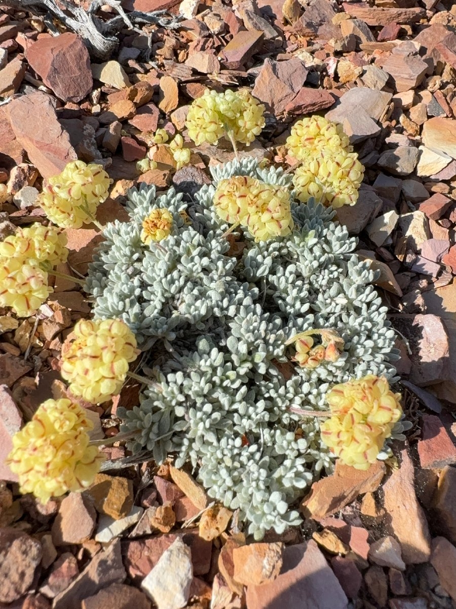 Eriogonum gilmanii