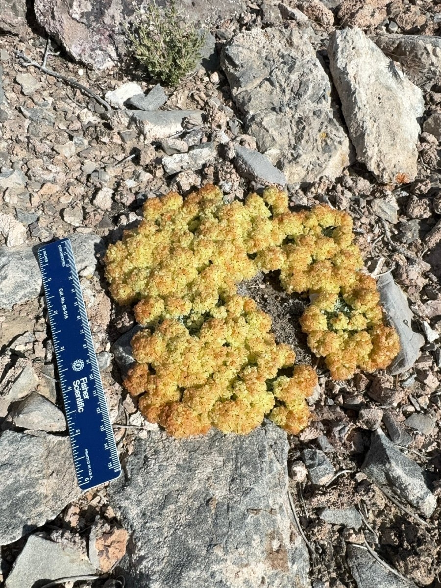 Eriogonum gilmanii