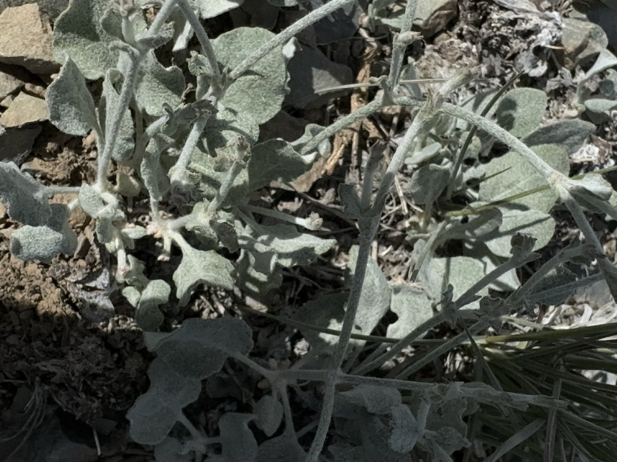 Eriogonum panamintense