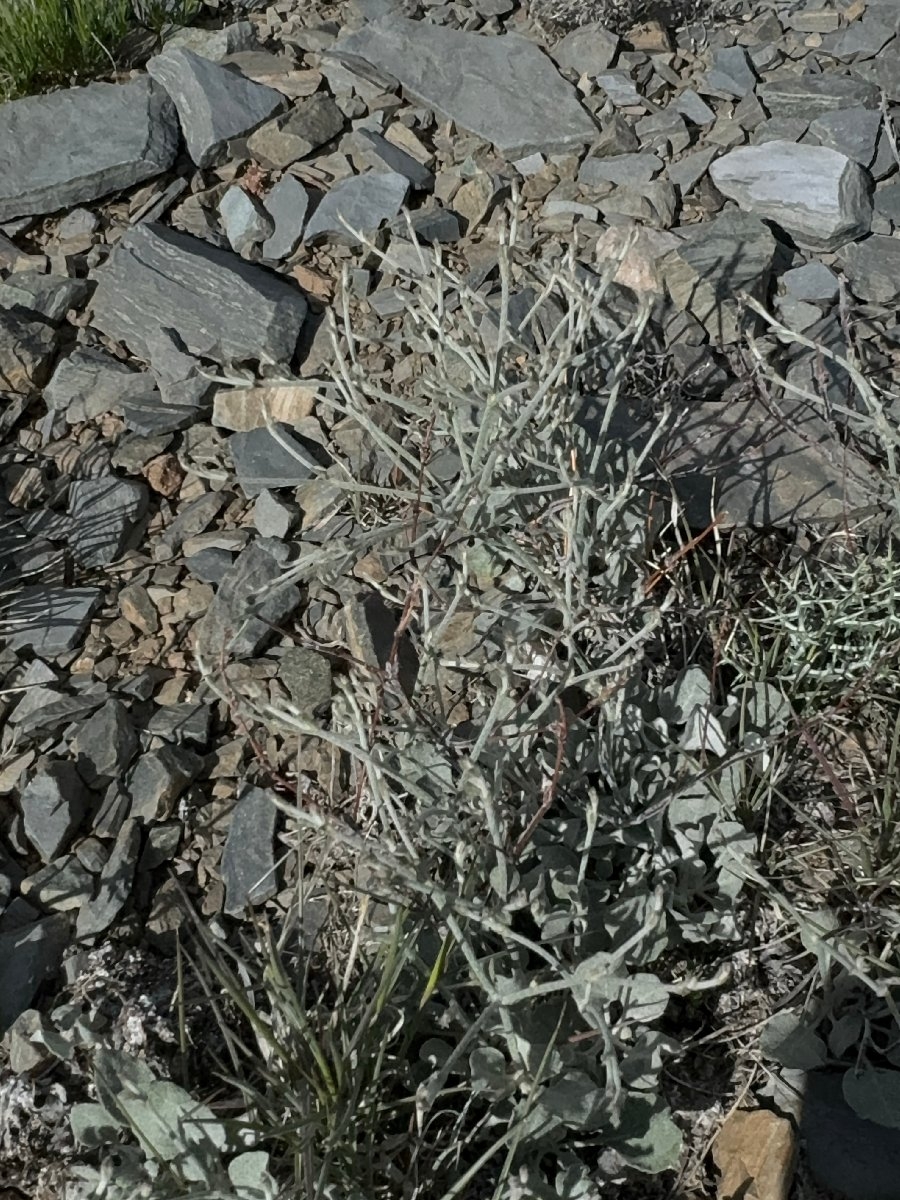 Eriogonum panamintense