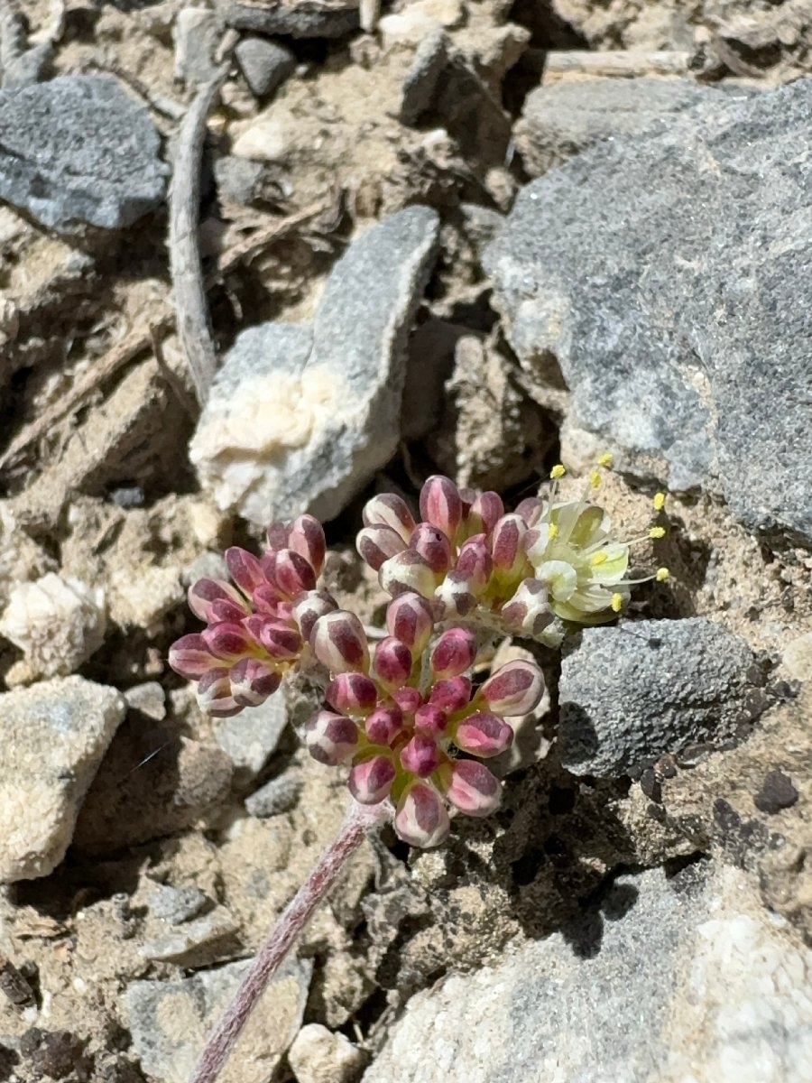 Eriogonum umbellatum var. versicolor