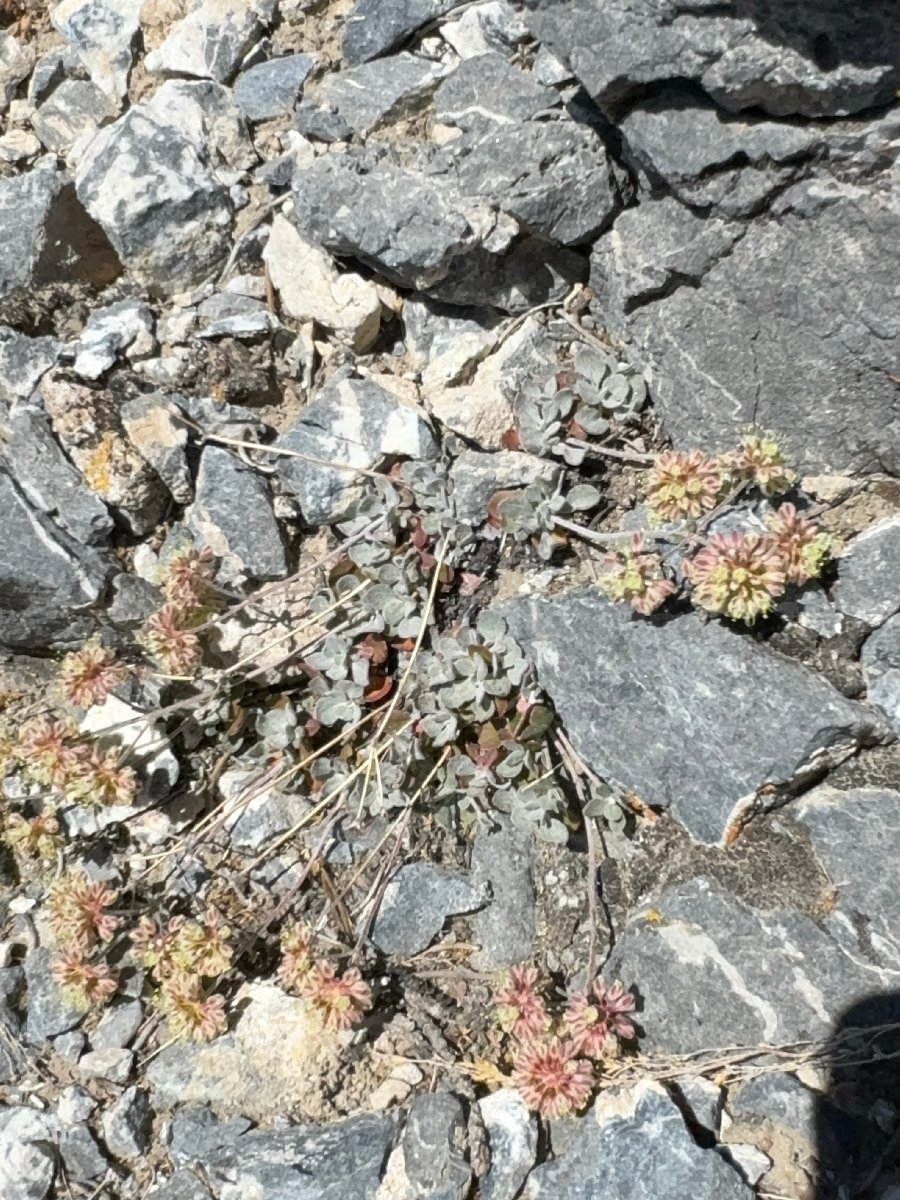 Eriogonum umbellatum var. versicolor