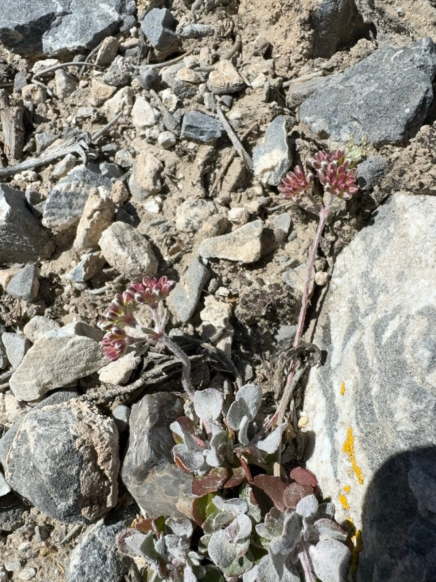 Eriogonum umbellatum var. versicolor