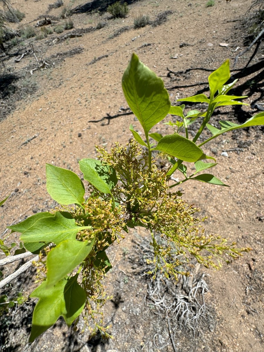 Fraxinus anomala