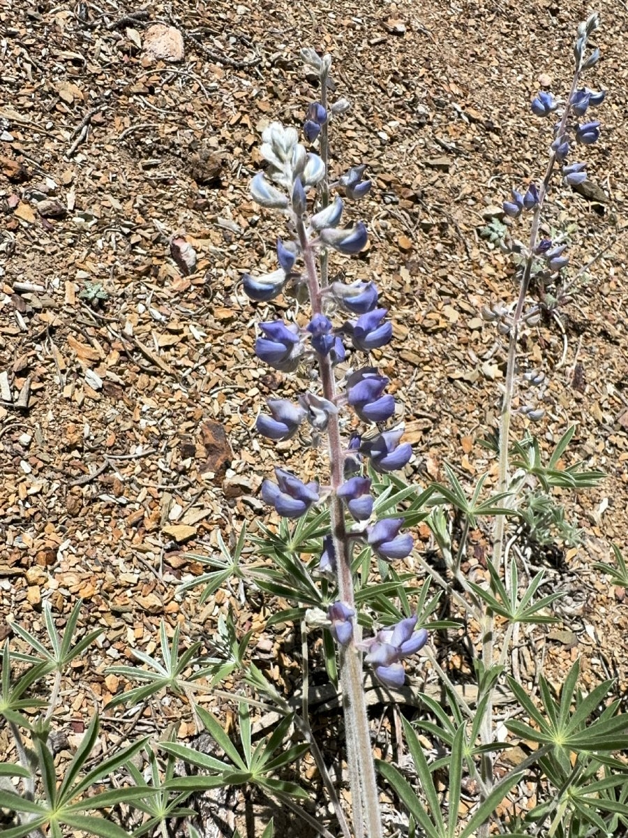 Lupinus argenteus