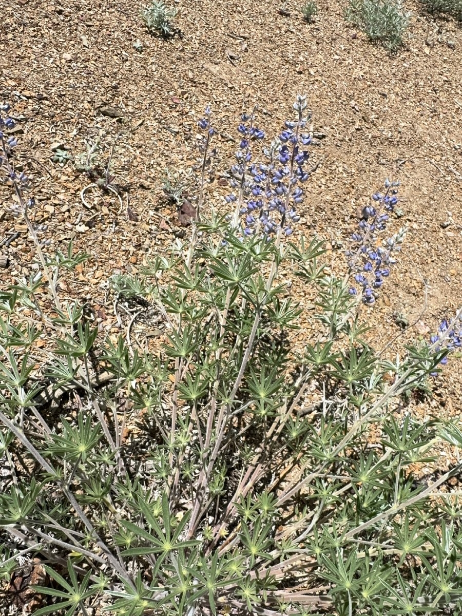 Lupinus argenteus