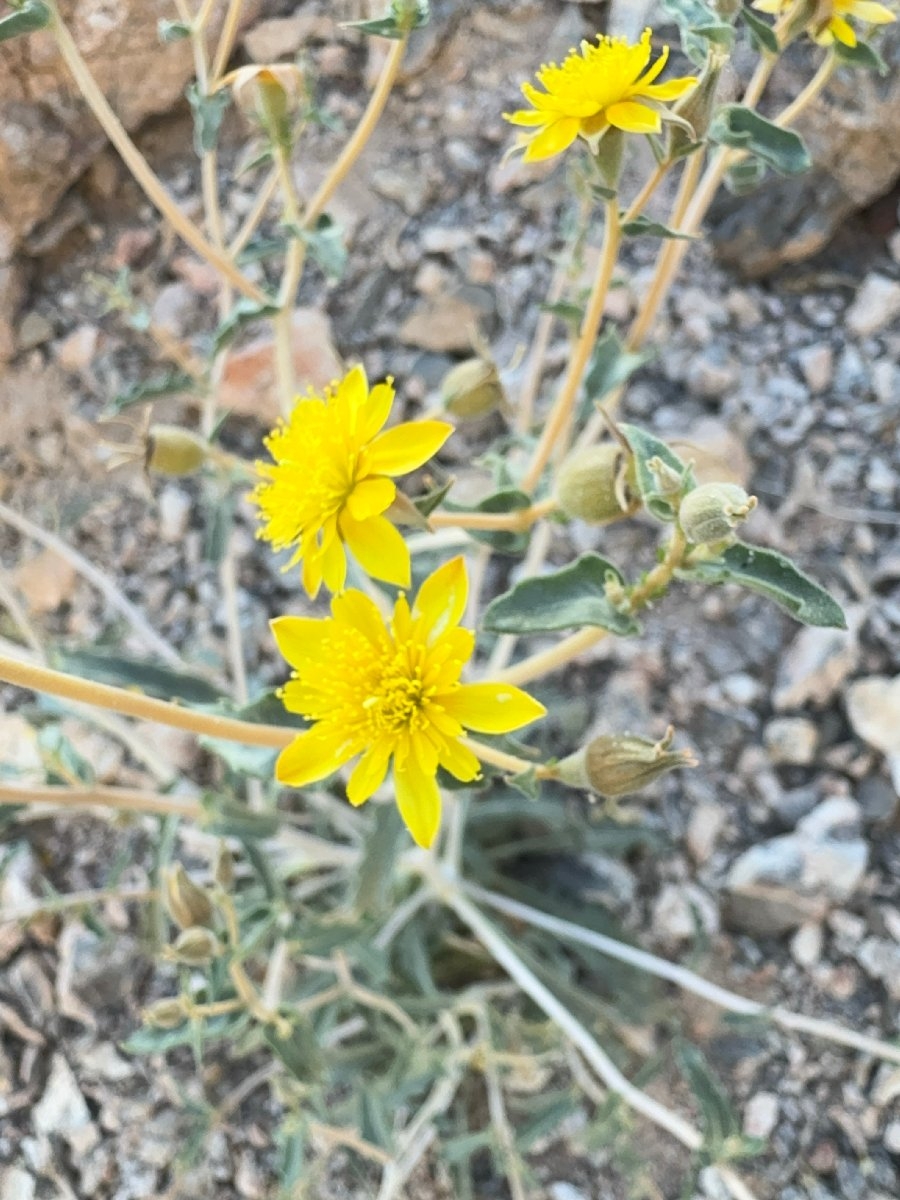 Mentzelia oreophila