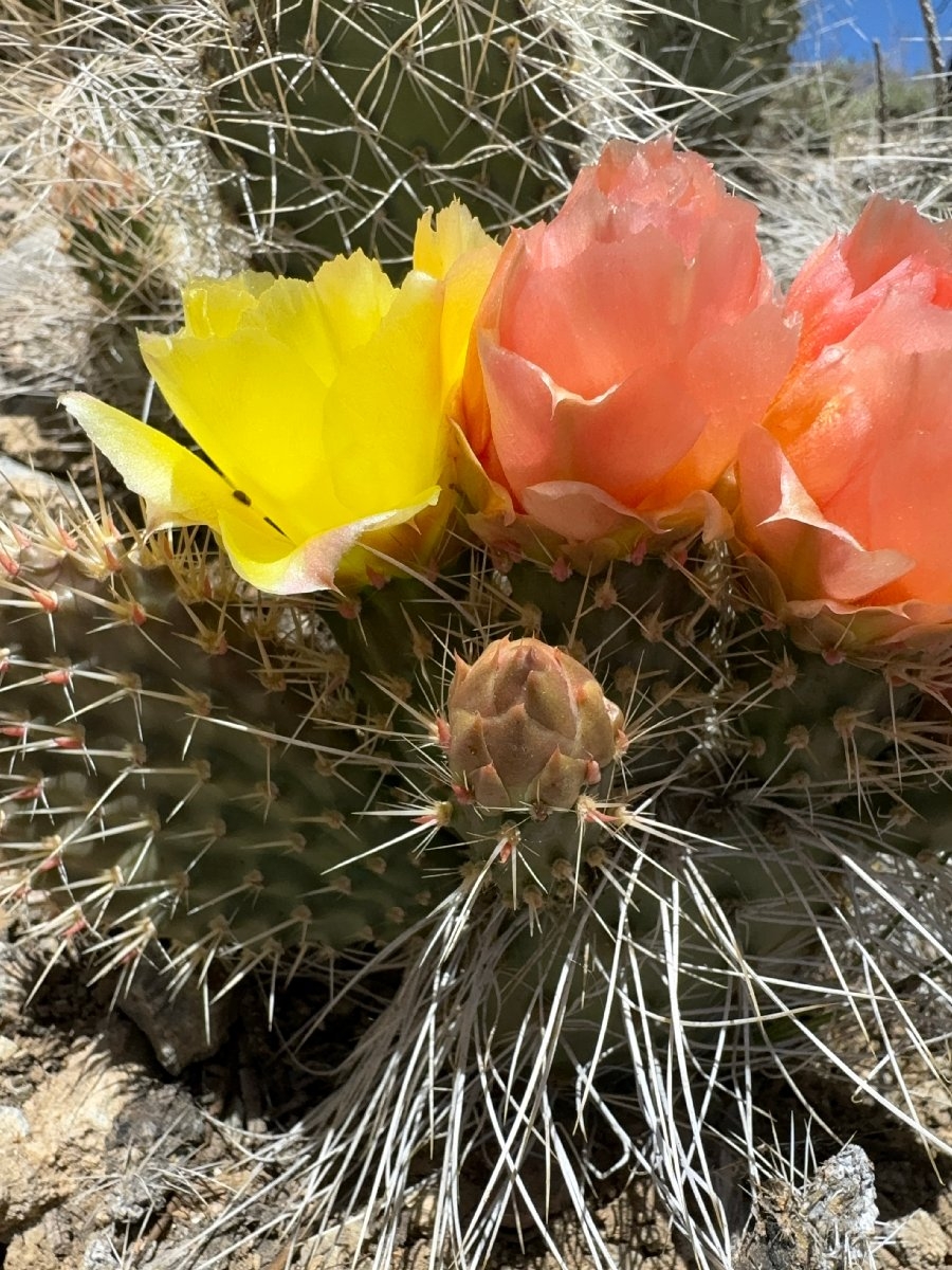 Opuntia polyacantha var. erinacea