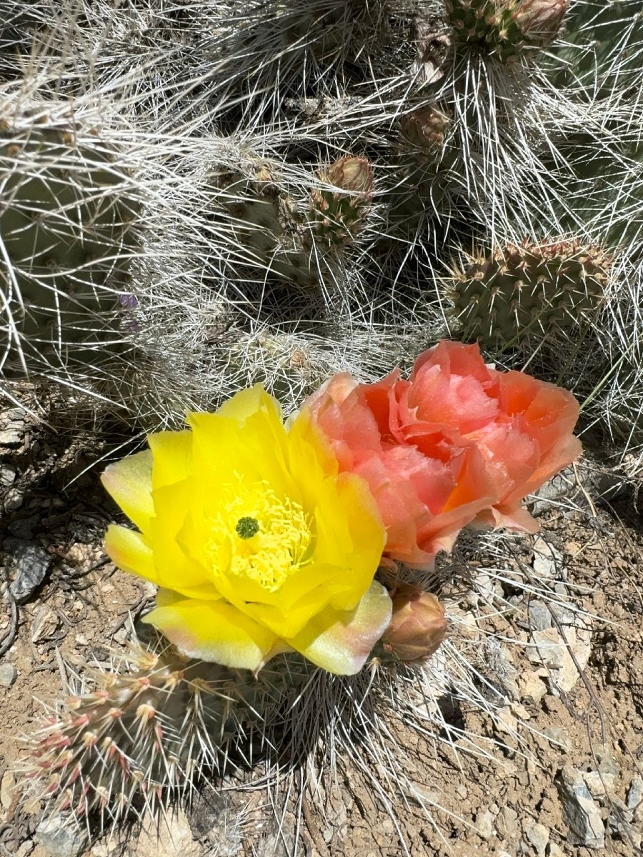 Opuntia polyacantha var. erinacea