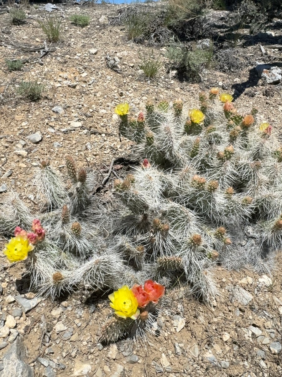 Opuntia polyacantha var. erinacea