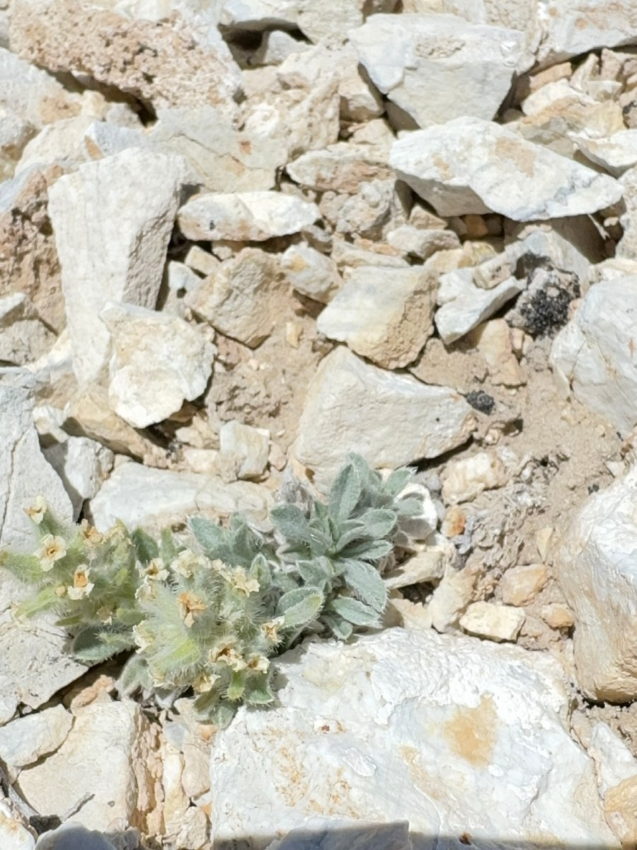 Oreocarya humilis ssp. humilis