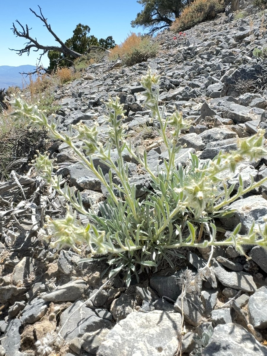 Oreocarya tumulosa