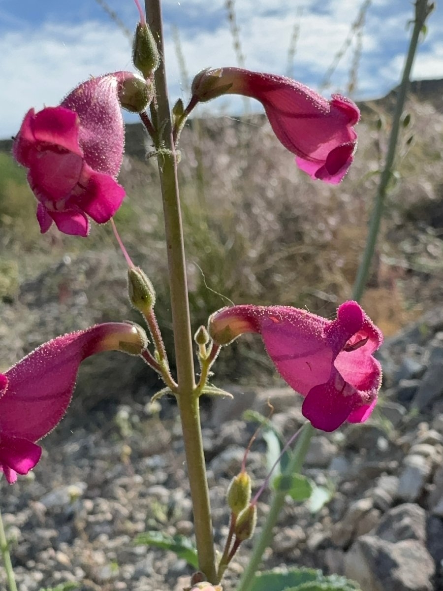 Penstemon floridus var. floridus