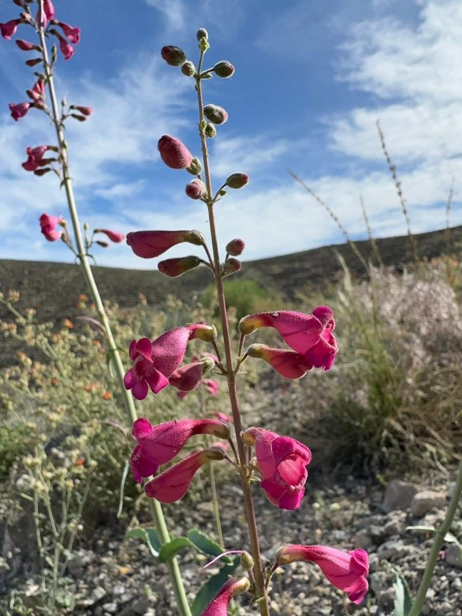 Penstemon floridus var. floridus