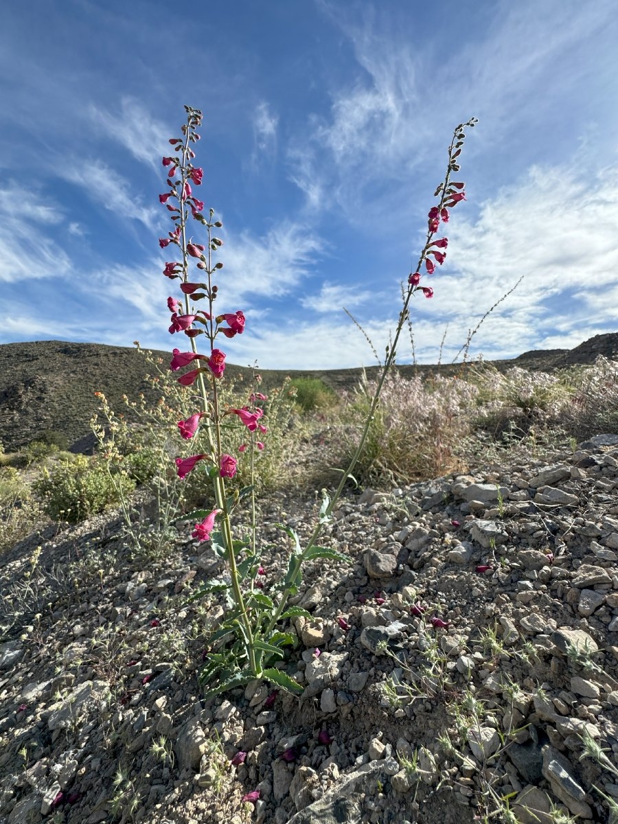 Penstemon floridus var. floridus