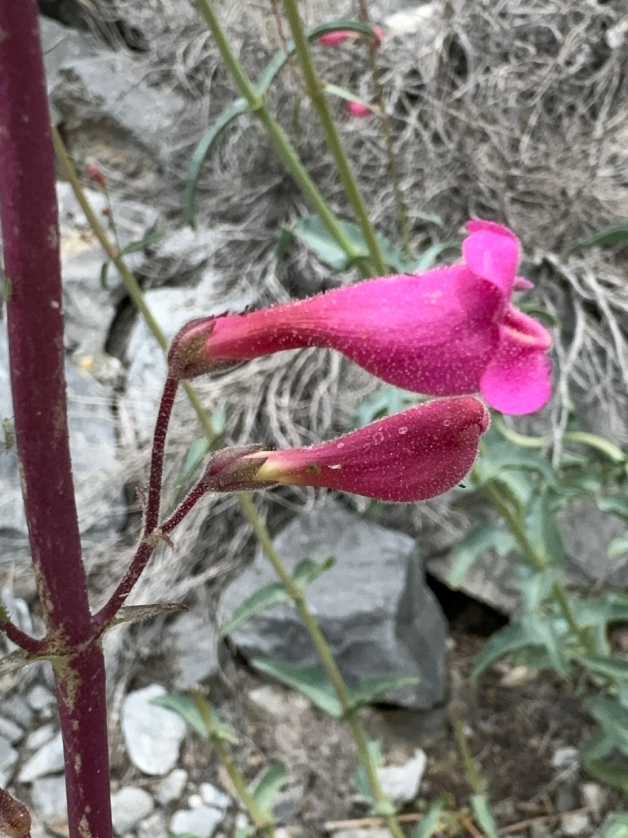 Penstemon floridus var. floridus