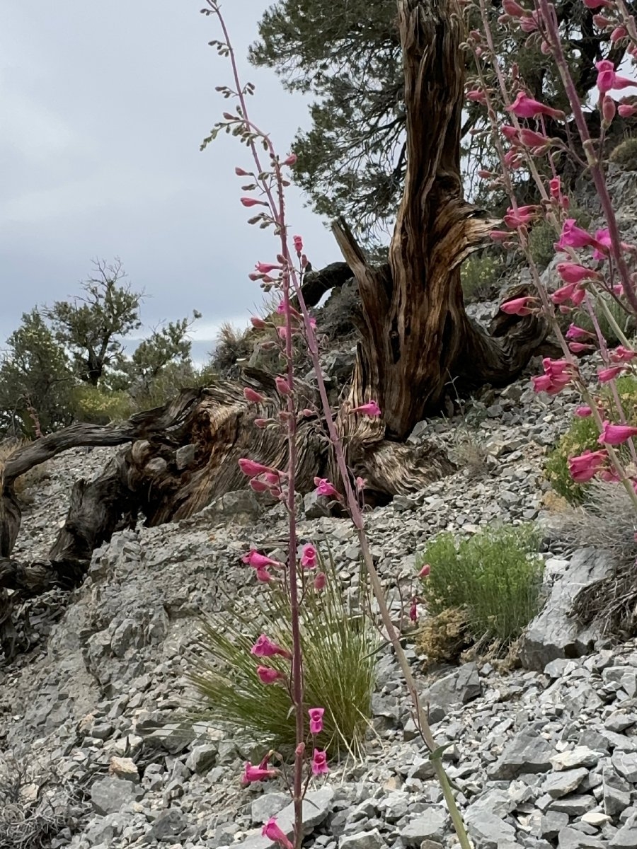 Penstemon floridus var. floridus