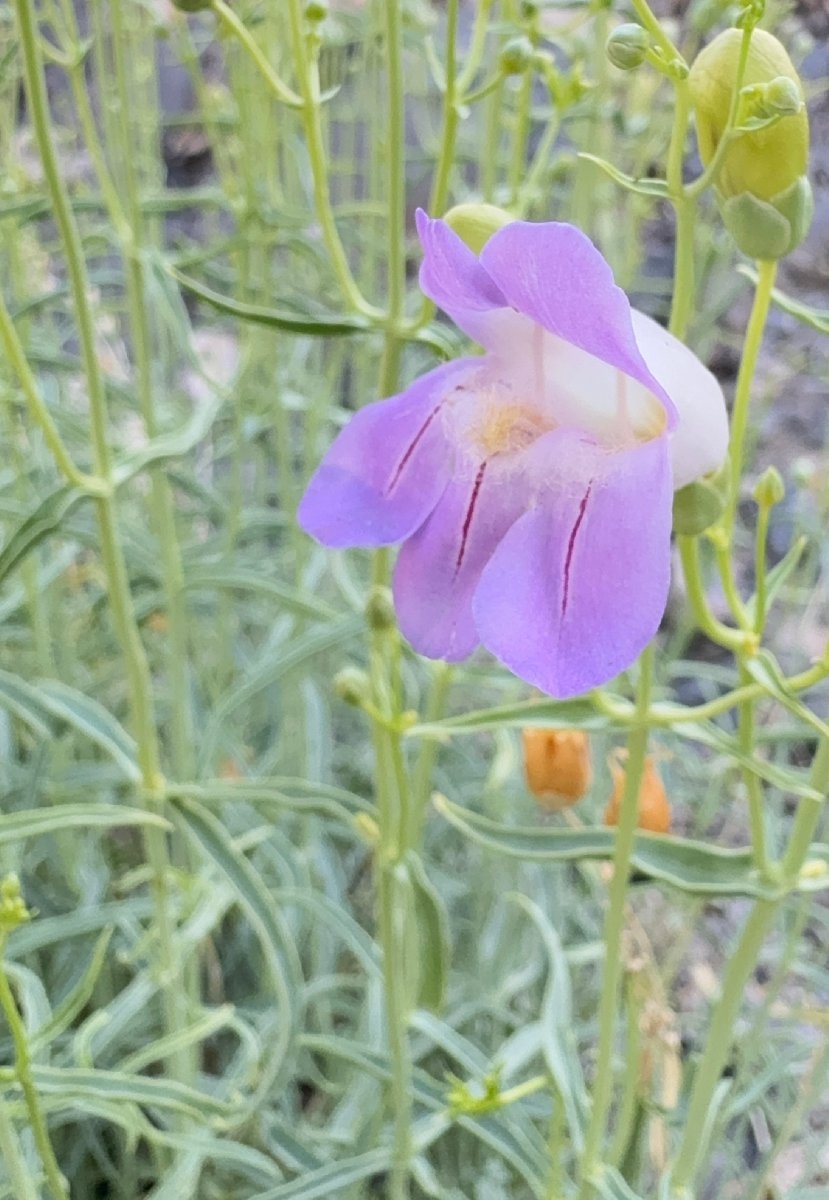 Penstemon fruticiformis var. fruticiformis