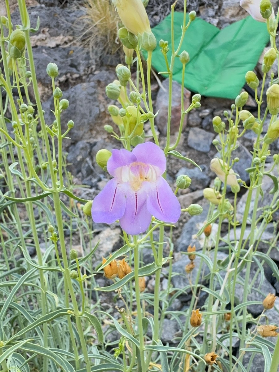 Penstemon fruticiformis var. fruticiformis