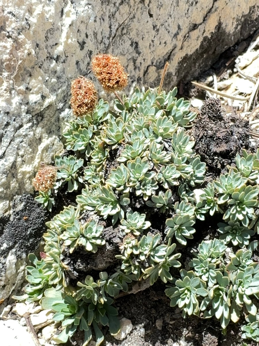 Petrophytum caespitosum ssp. acuminatum