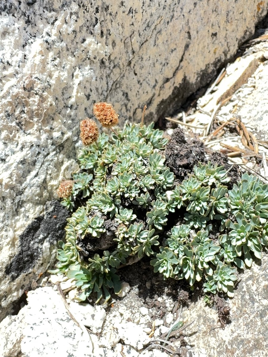 Petrophytum caespitosum ssp. acuminatum