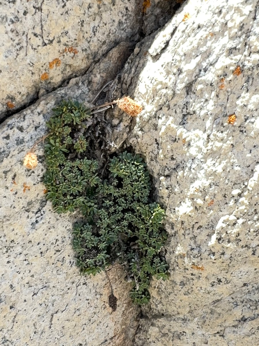 Petrophytum caespitosum ssp. acuminatum