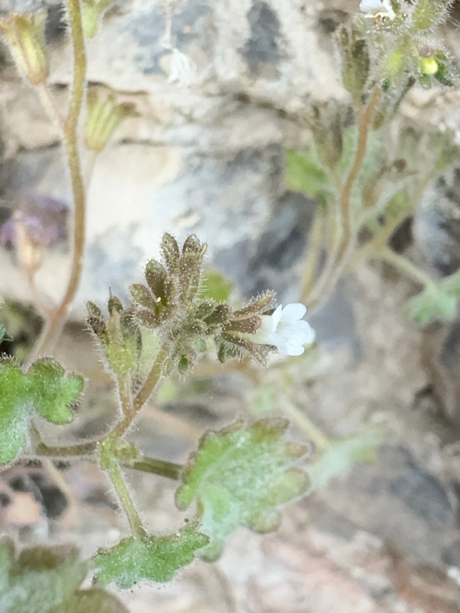 Phacelia rotundifolia