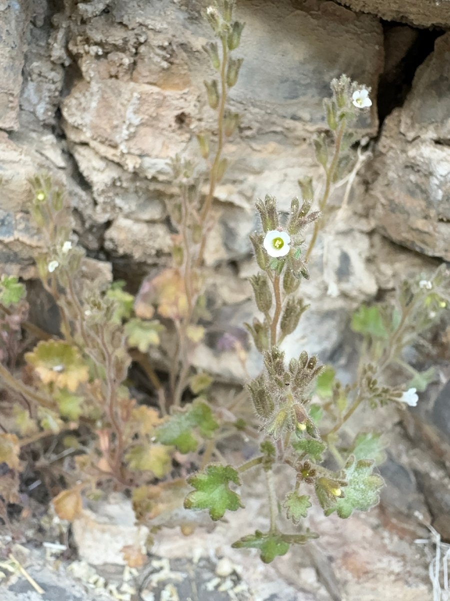 Phacelia rotundifolia