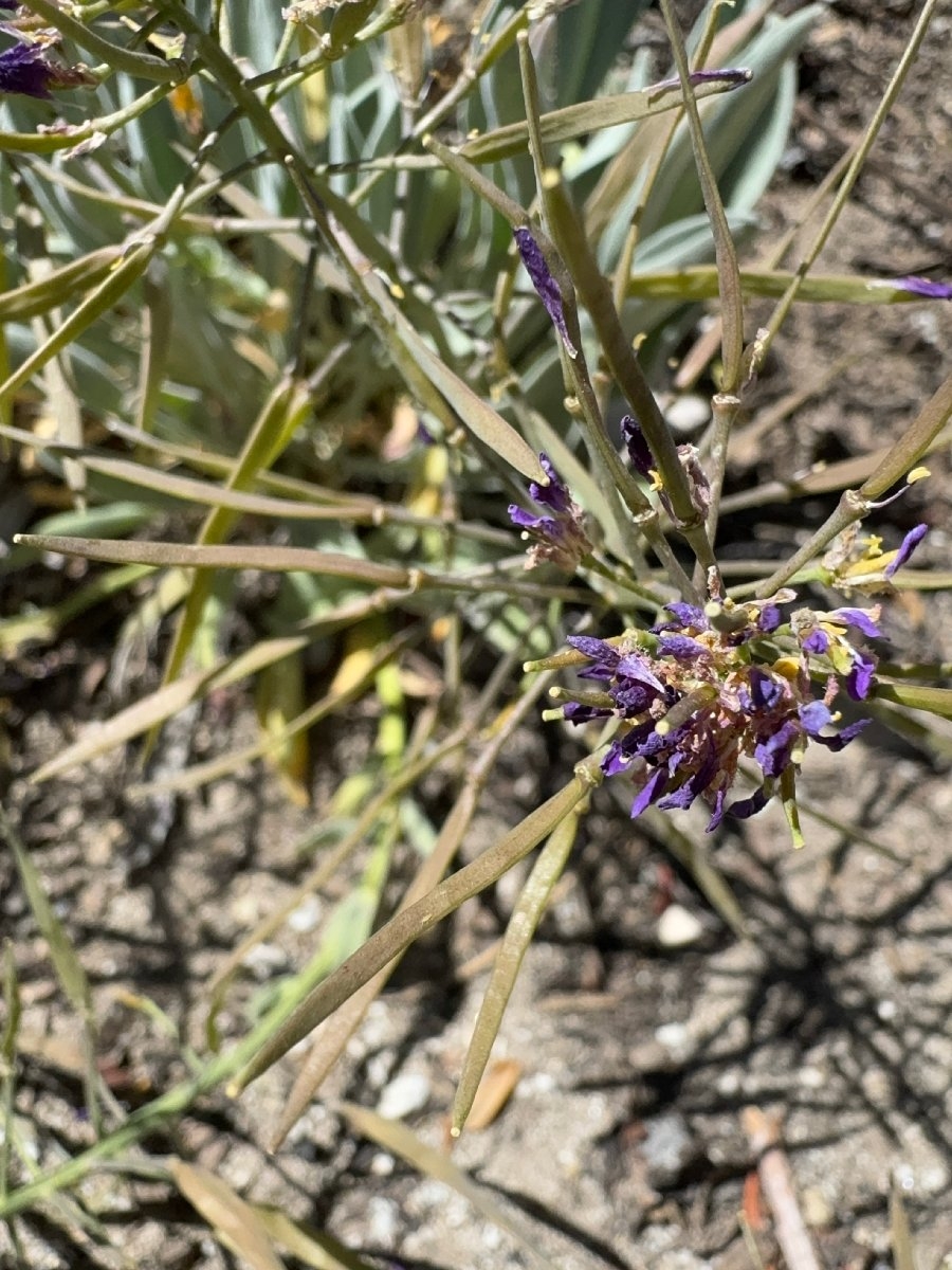 Phoenicaulis cheiranthoides