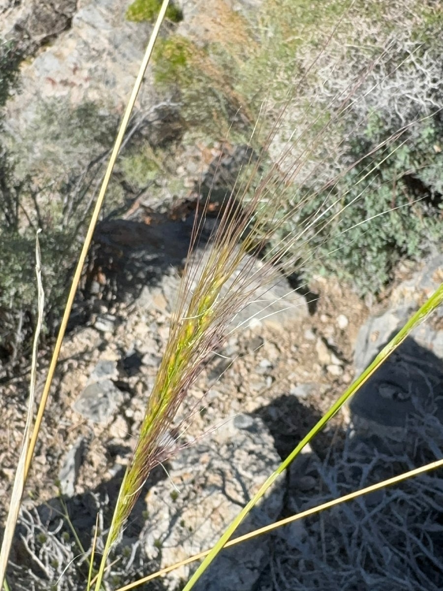 Stipa arida