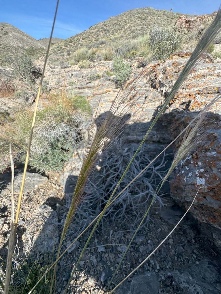 Stipa arida