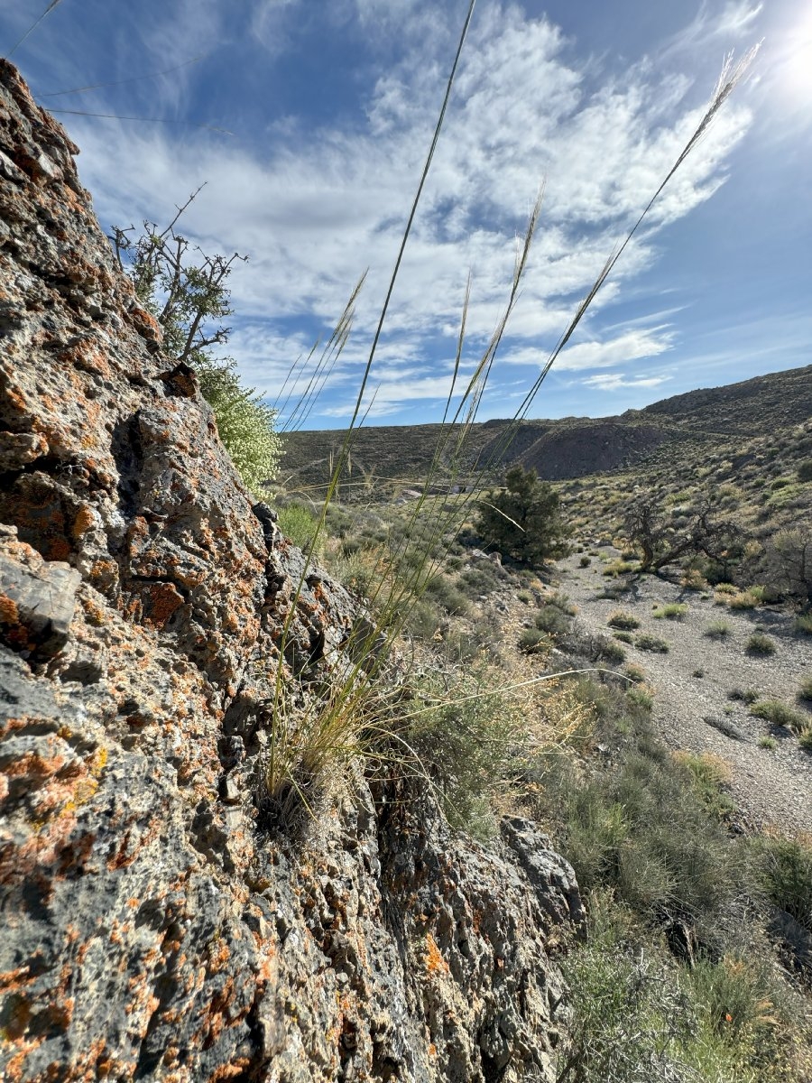 Stipa arida