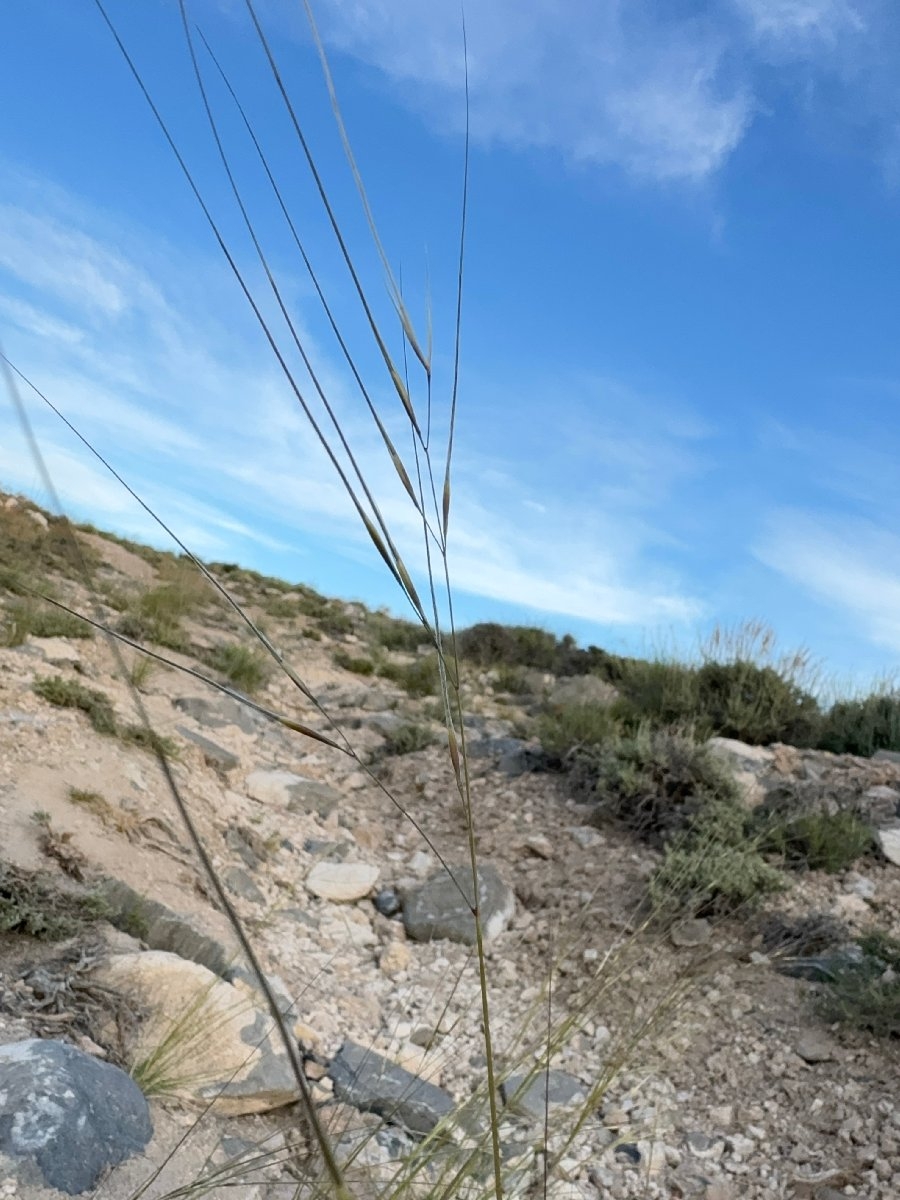 Stipa comata var. comata