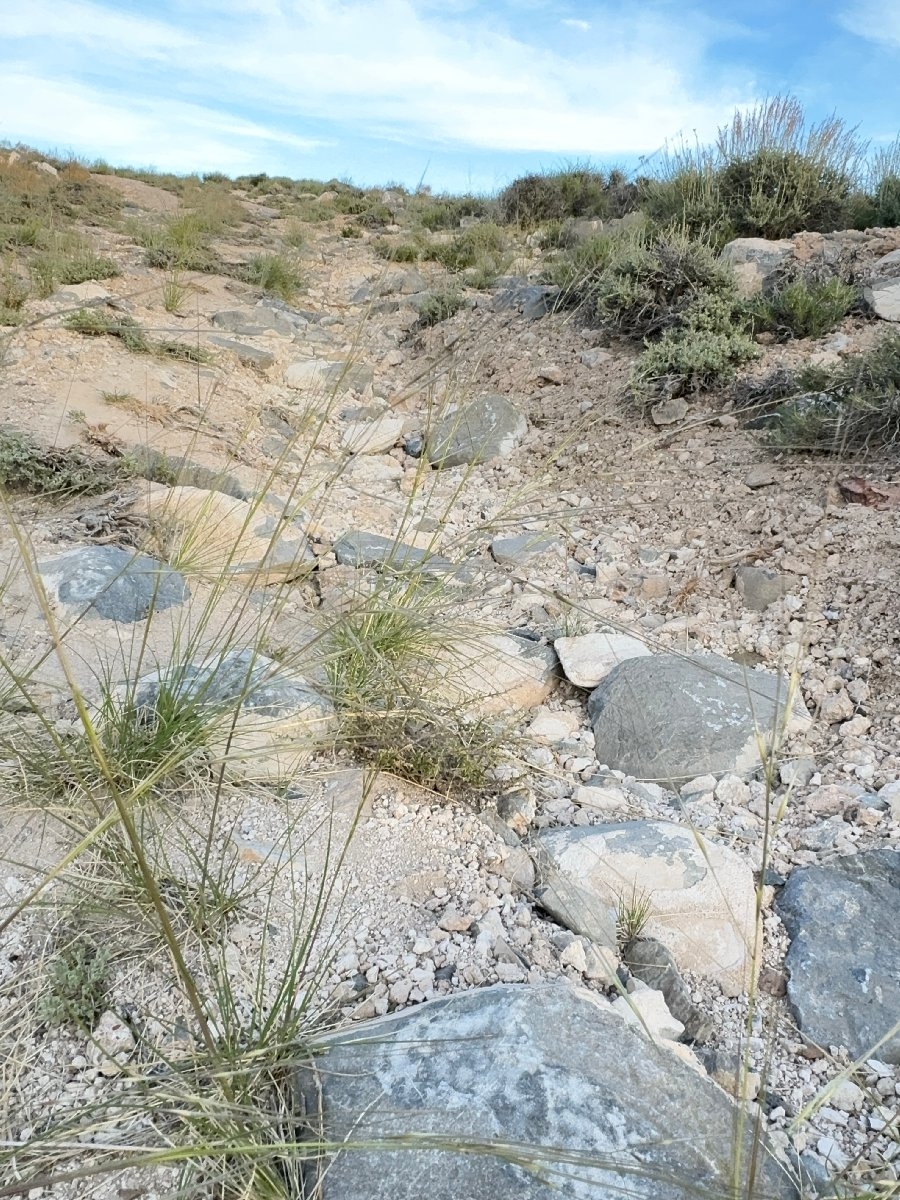 Stipa comata var. comata